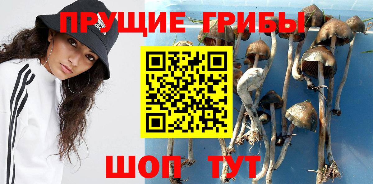 Галлюциногенные грибы Psilocybine cubensis  Вход с VPN  Галлюциногенные грибы мицелий  Ржев 